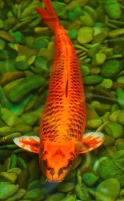 下山改命，四岁萌崽竟是满级锦鲤